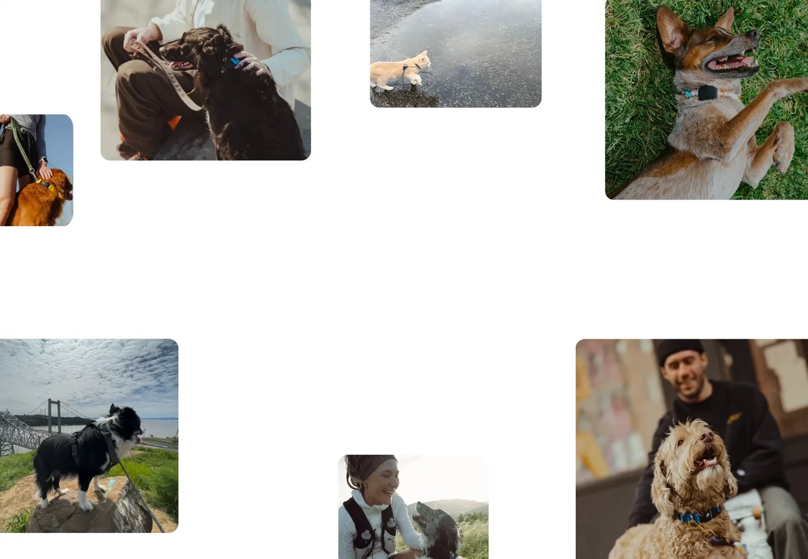 Fi owners and their dogs