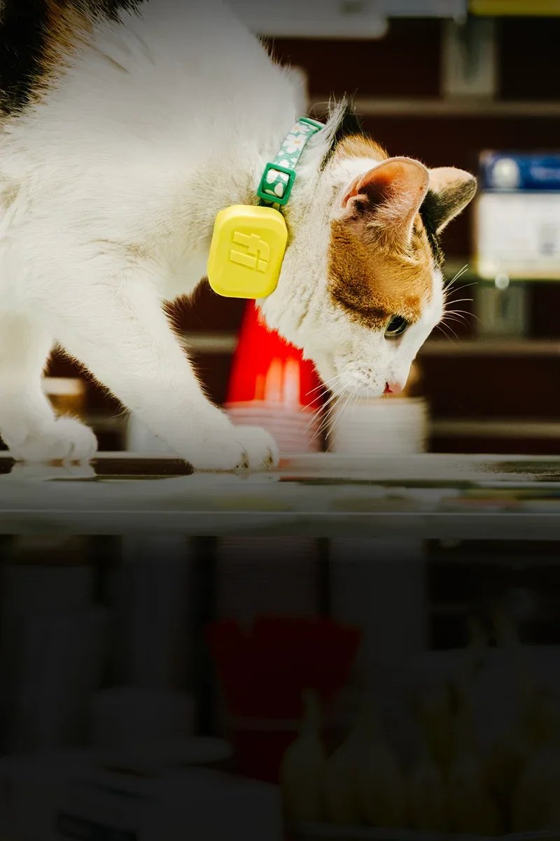 Fi Mini for cats