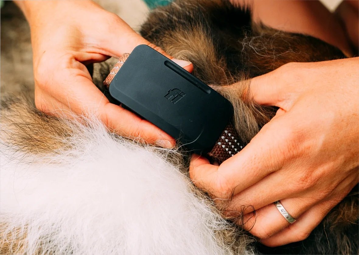 Series 3+ on a dog